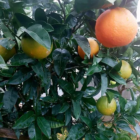 Agrumeto Costa Dei Trabocchi Dom wakacyjny *