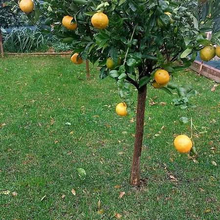 Agrumeto Costa Dei Trabocchi *