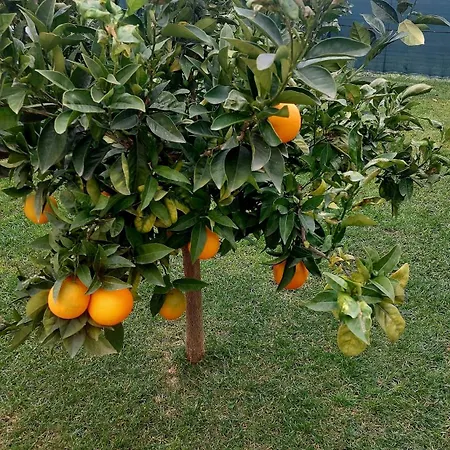 Agrumeto Costa Dei Trabocchi بيت للعطل