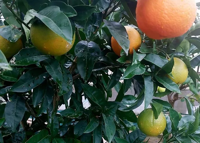 Agrumeto Costa Dei Trabocchi Nyaraló *