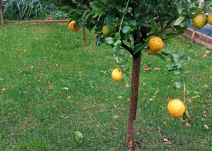 Agrumeto Costa Dei Trabocchi *