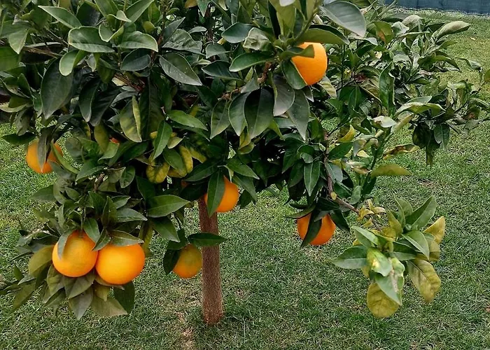 Agrumeto Costa Dei Trabocchi Casa vacanze